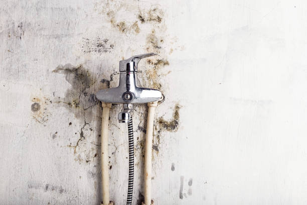 Best Professional Mold Removal  in Folsom, CA