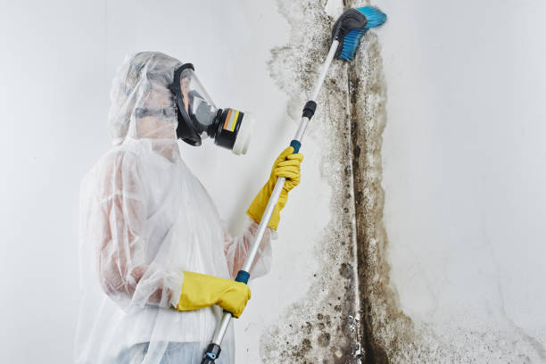 Office Mold Removal Services in Folsom, CA
