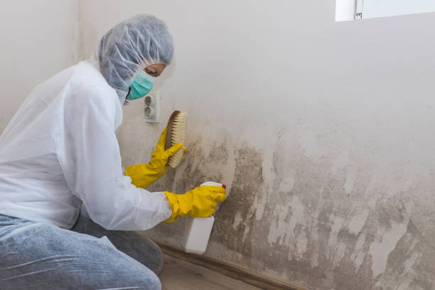 Home Mold Removal in Folsom, CA