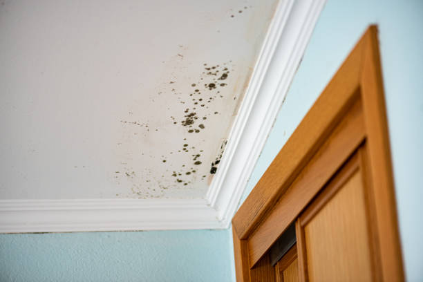 Best Mold Remediation  in Folsom, CA