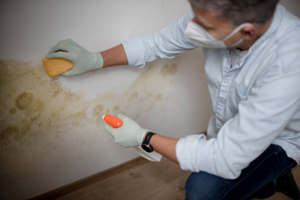 Best Affordable Mold Removal  in Folsom, CA