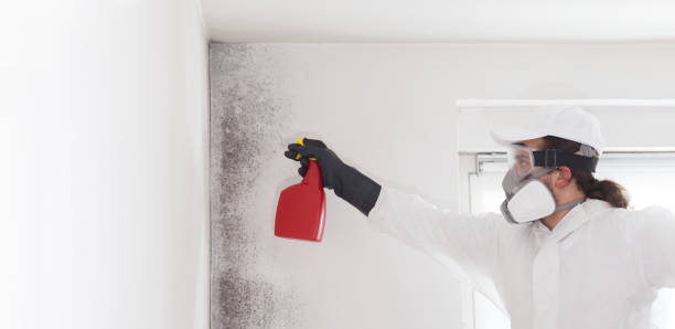 Best Commercial Mold Removal  in Folsom, CA
