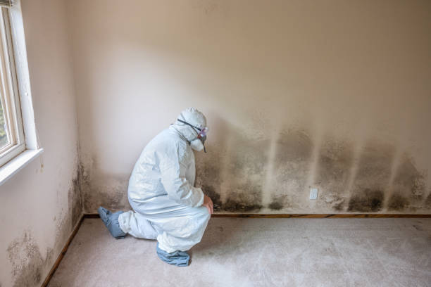 Best Toxic Mold Removal  in Folsom, CA