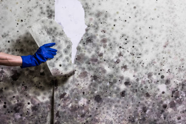 Best Water Damage Restoration  in Folsom, CA