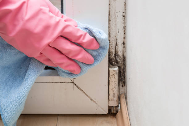 Best Mold Cleaning Services  in Folsom, CA