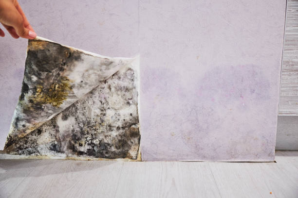 Best Same-Day Mold Removal  in Folsom, CA